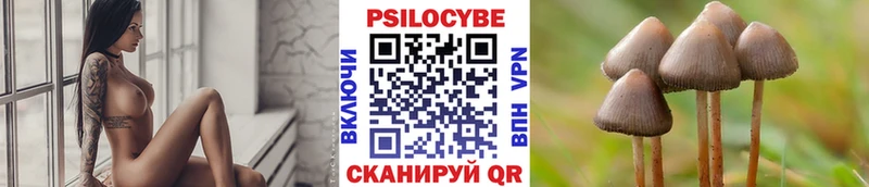 Галлюциногенные грибы Psilocybe  кракен как войти  Богданович 